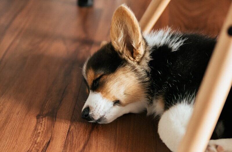 A small tricolor corgi puppy with black, tan, and white fur is sleeping on a wooden floor, showcasing a cozy flooring selection. The puppy lies on its side with eyes closed, looking peaceful and content under a chair.